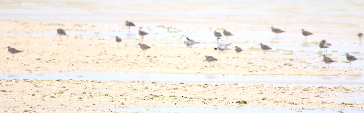 Kurlinta bekainduna (variegatus/rogachevae) - ML652817563