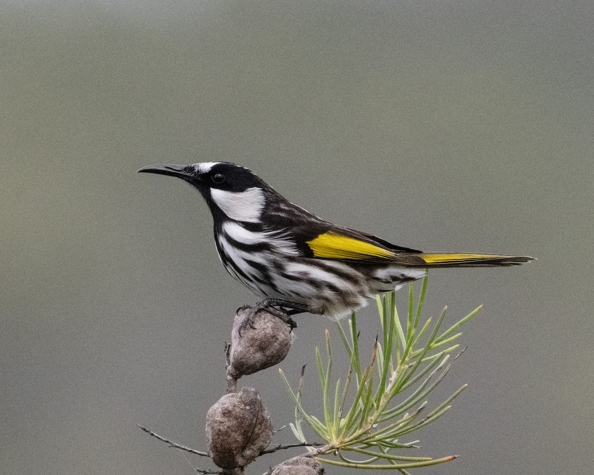 White-cheeked Honeyeater - ML652817567