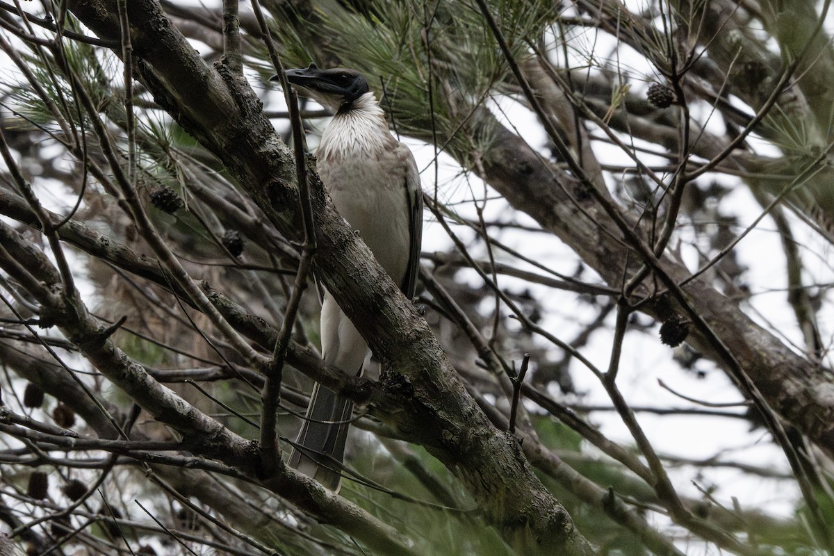 Noisy Friarbird - ML652817608
