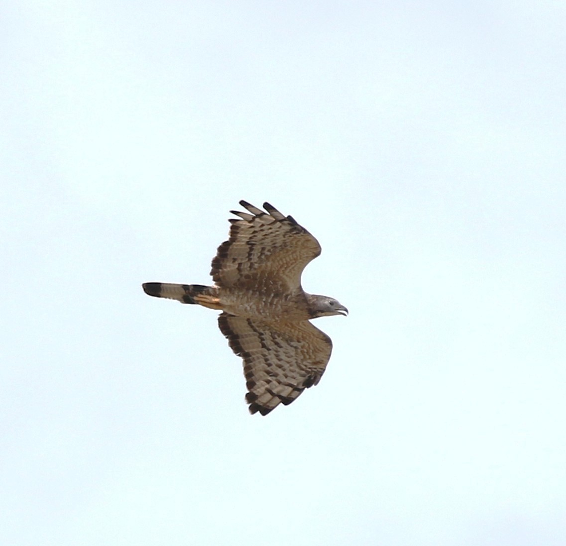 Oriental Honey-buzzard (Northern) - ML652817615