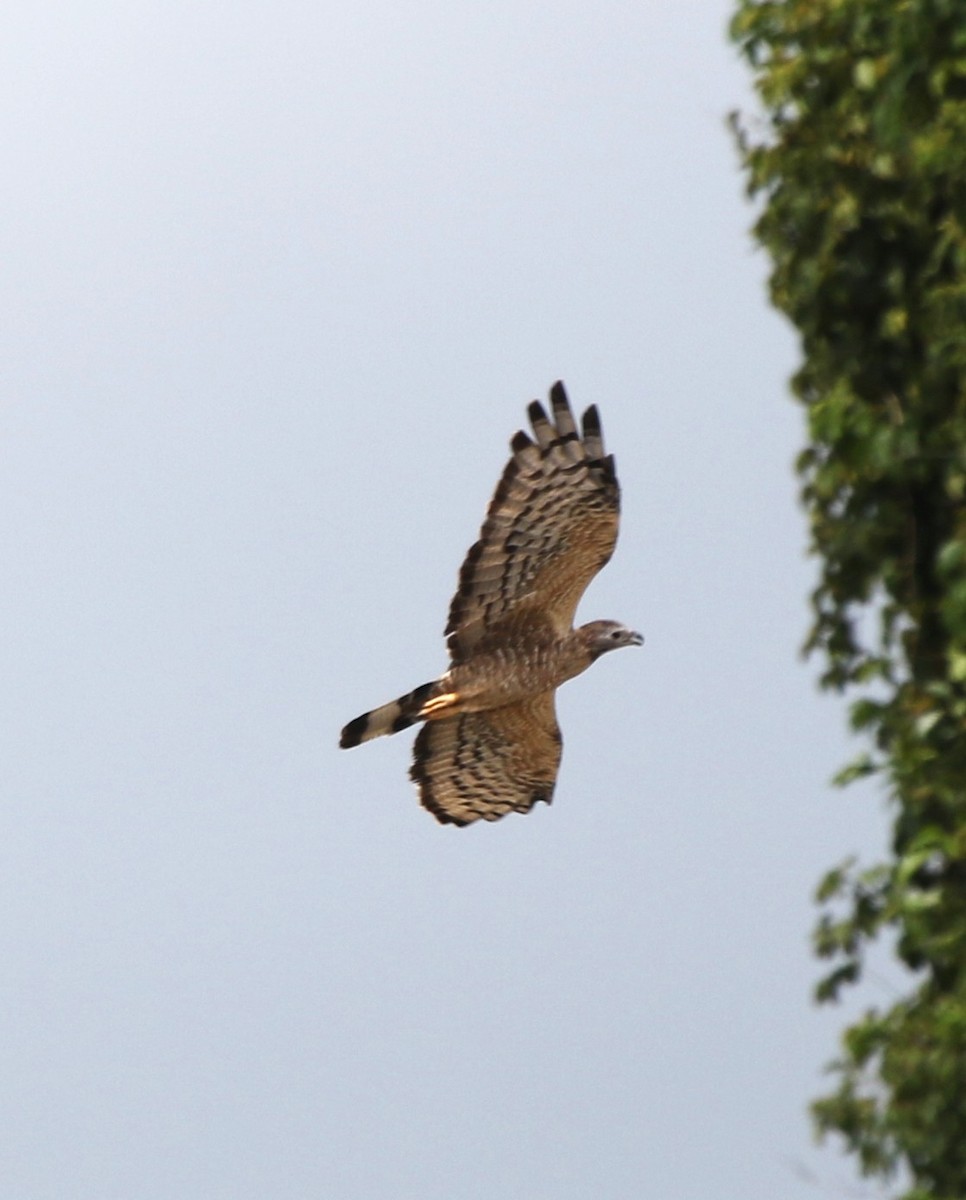 Oriental Honey-buzzard (Northern) - ML652817616