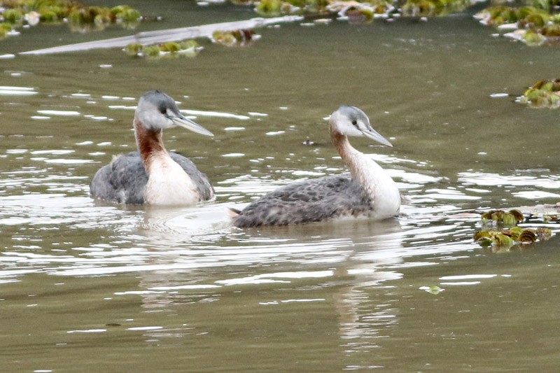 Great Grebe - ML65281781