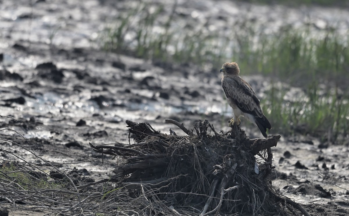 Бахим бүргэд - ML652817891