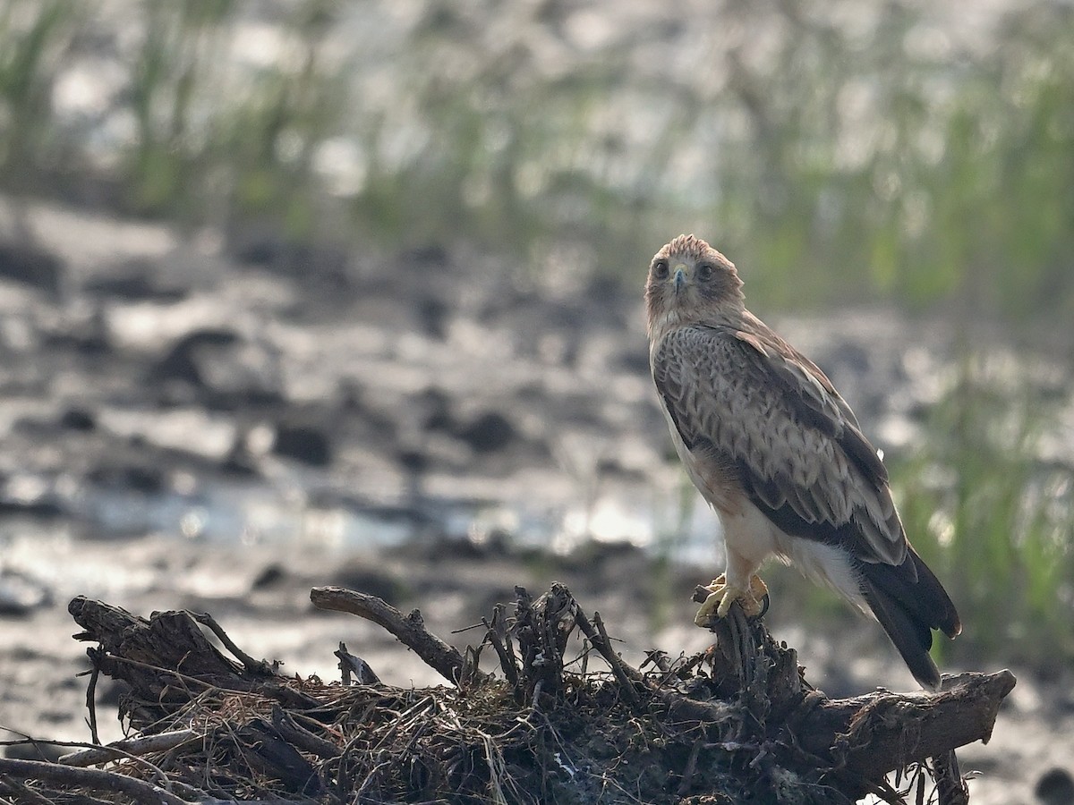 Бахим бүргэд - ML652817892