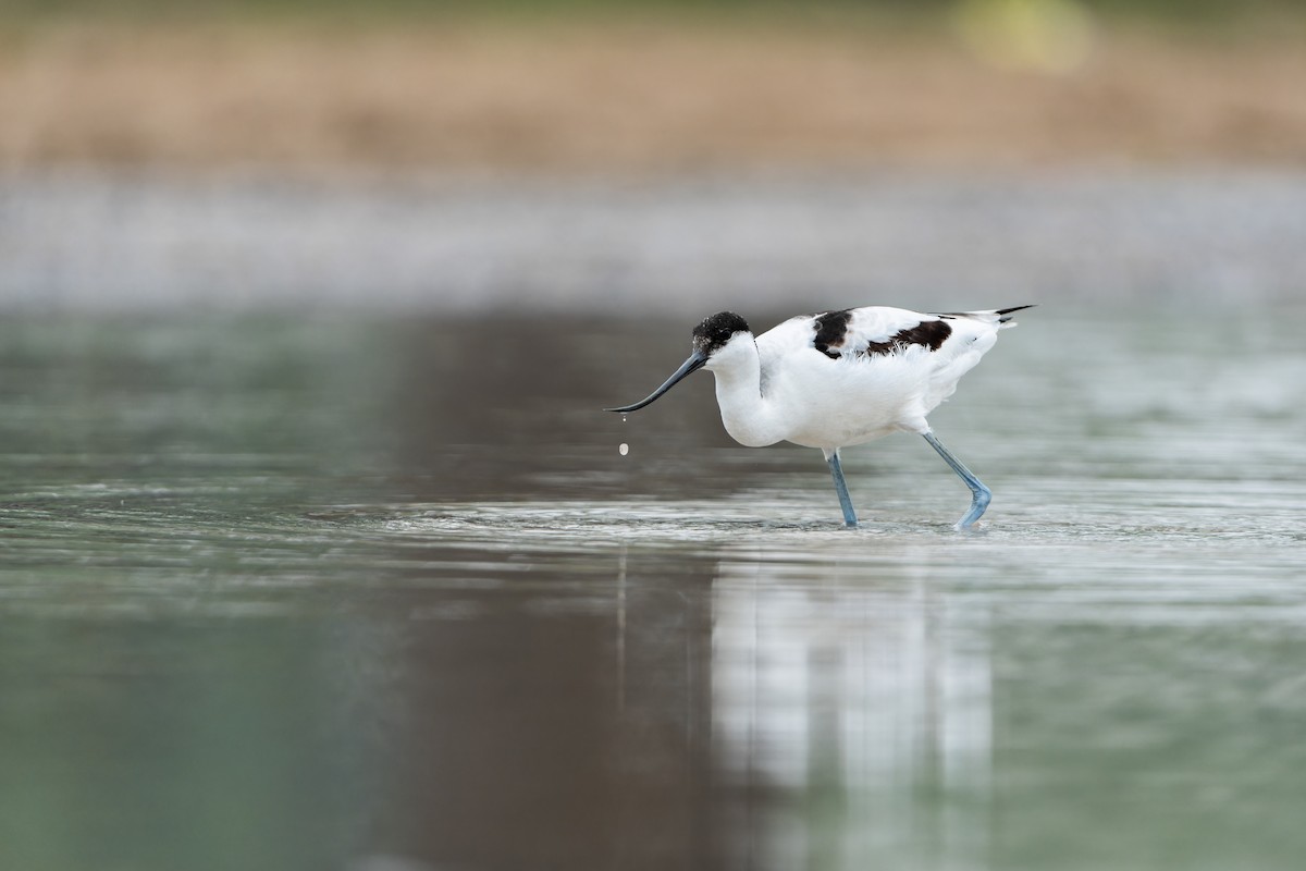 eBird Checklist - 2 Sep 2023 - 马场 (Ma Chang) - 29 species