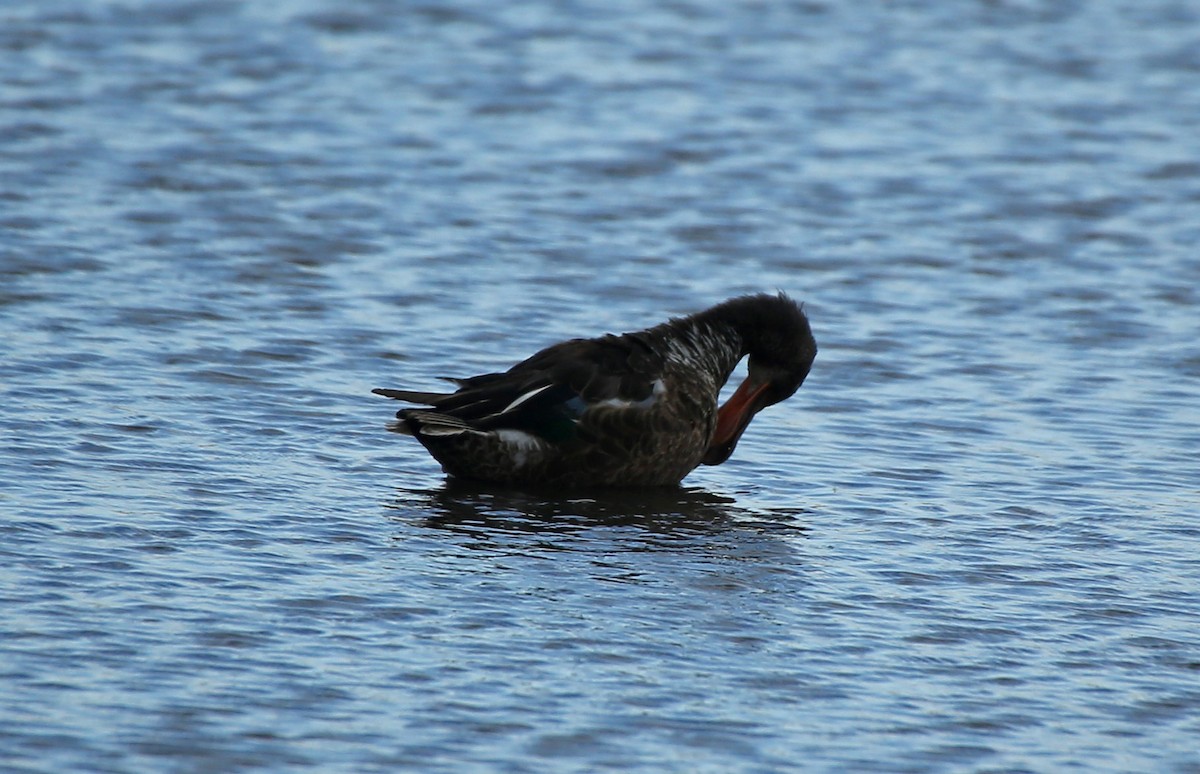 Northern Shoveler - ML65281861