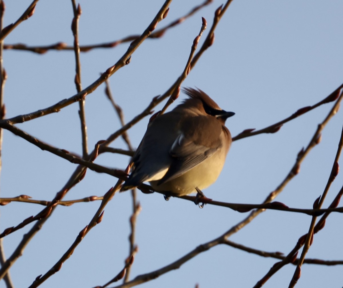 Zedernseidenschwanz - ML652819044