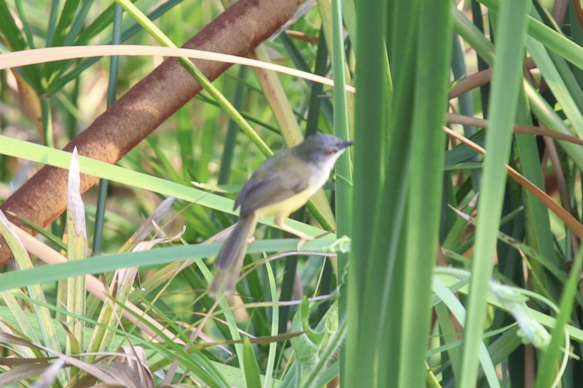 Yellow-bellied Prinia - ML652819110