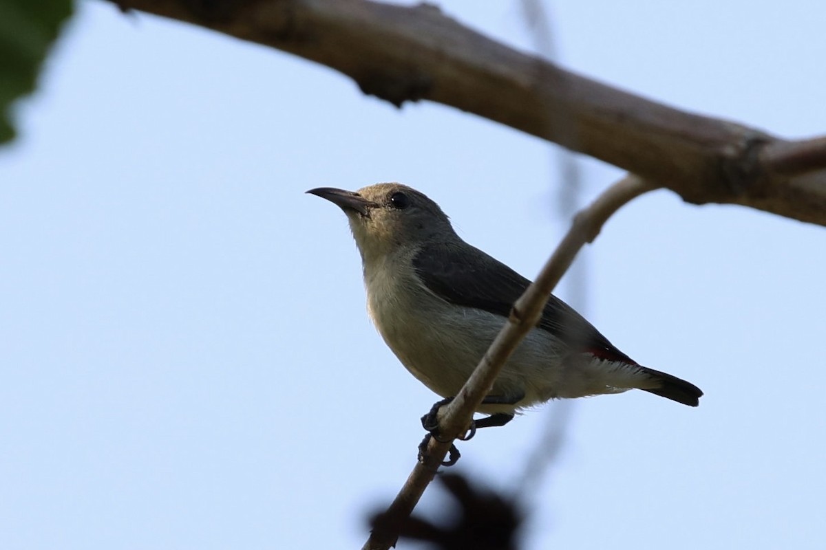 Scarlet-backed Flowerpecker - ML652819121