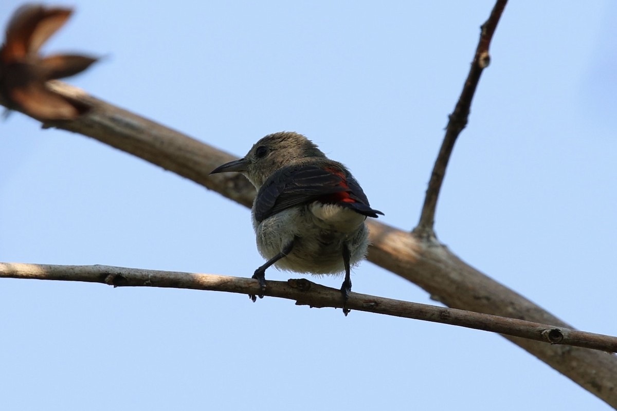 Scarlet-backed Flowerpecker - ML652819122