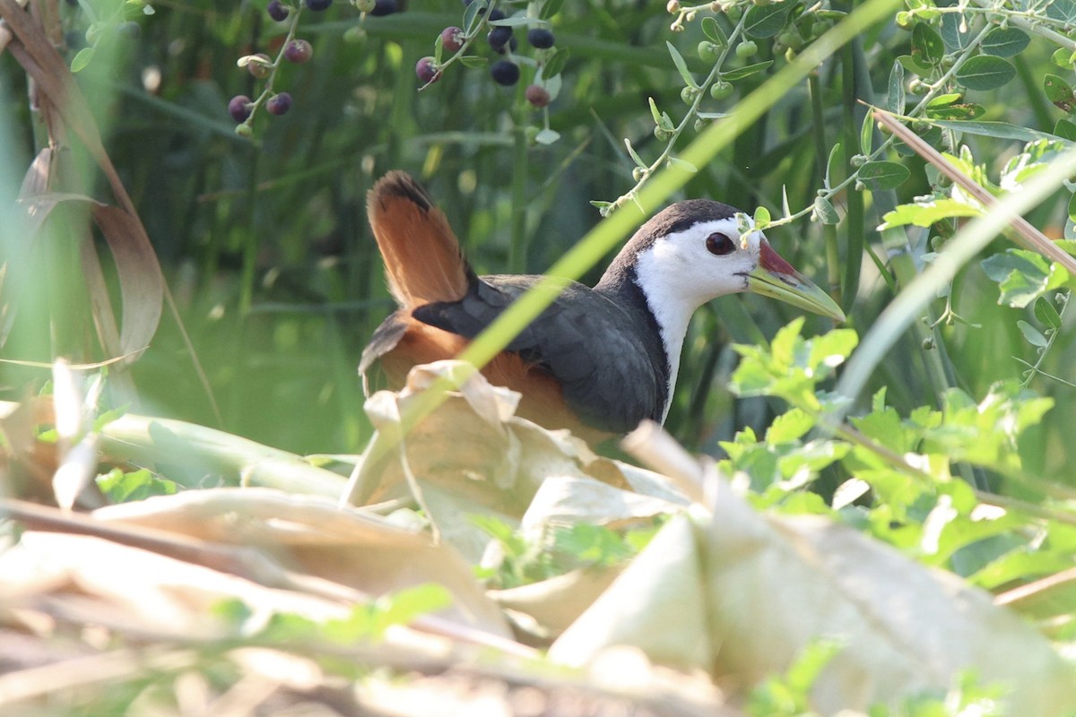 White-breasted Waterhen - ML652819123