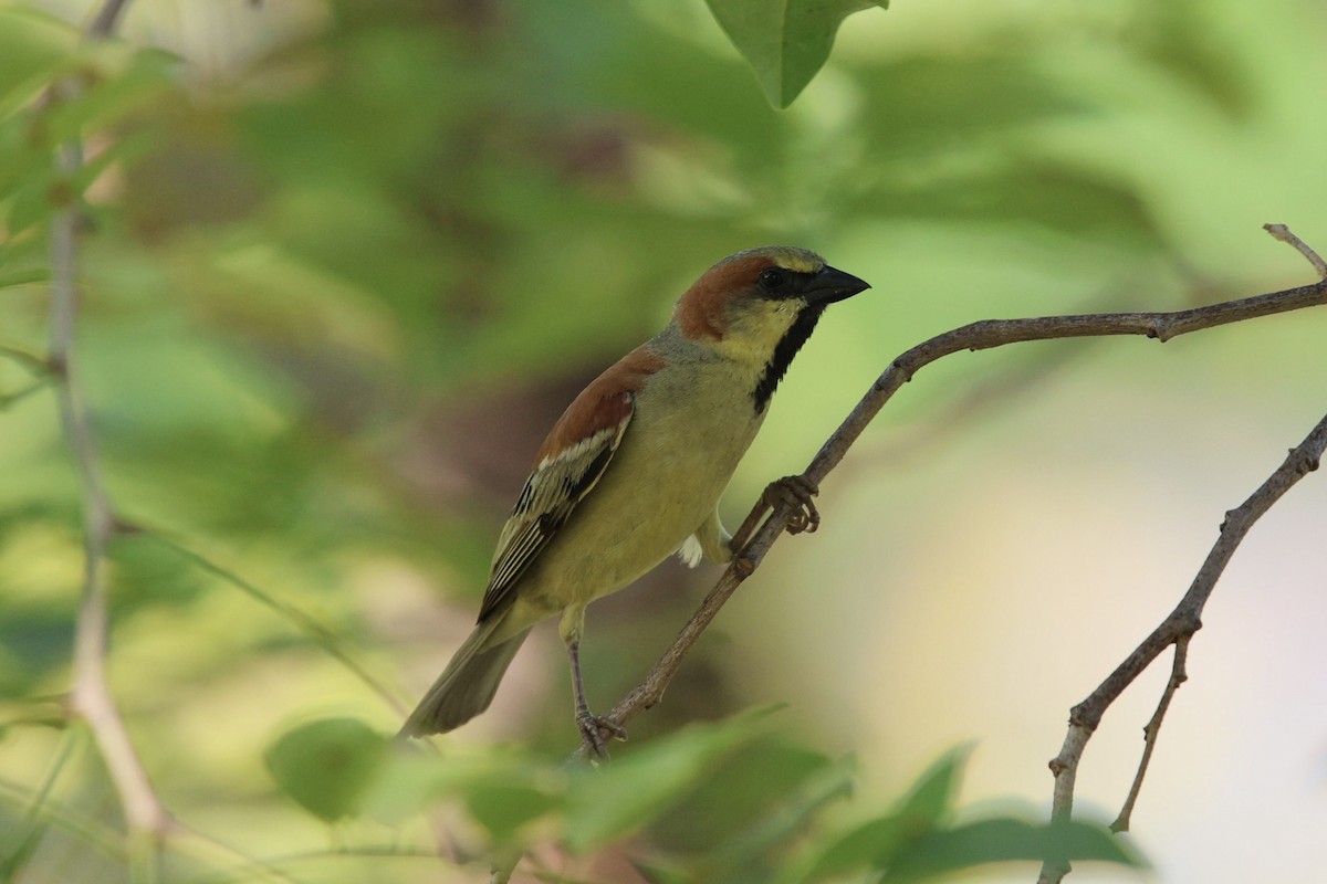 Plain-backed Sparrow - ML652819130