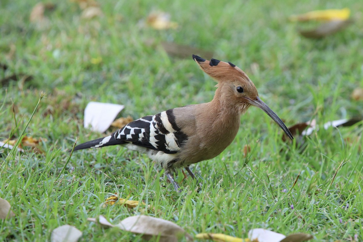 Common Hoopoe - ML652819131