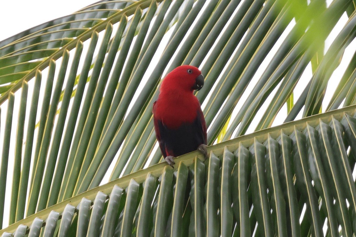 Papuan Eclectus - ML652819134