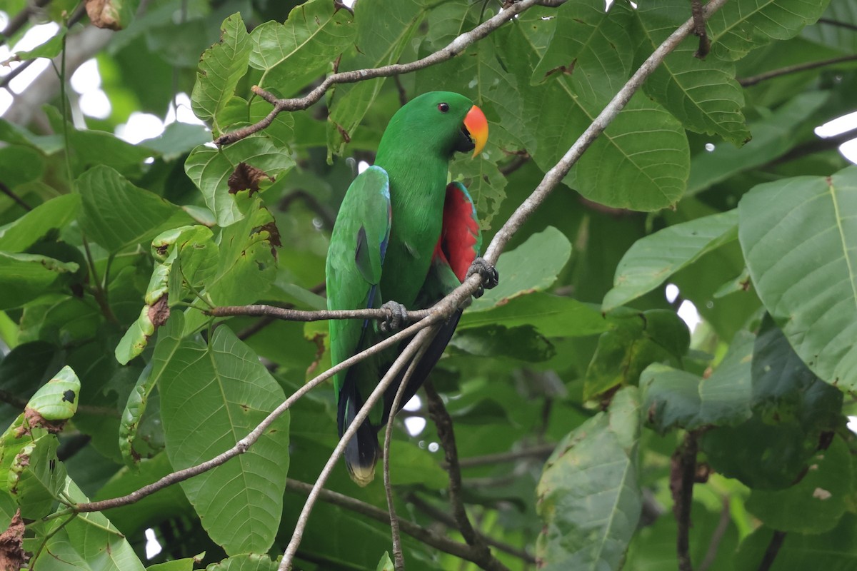 Papuan Eclectus - ML652819135