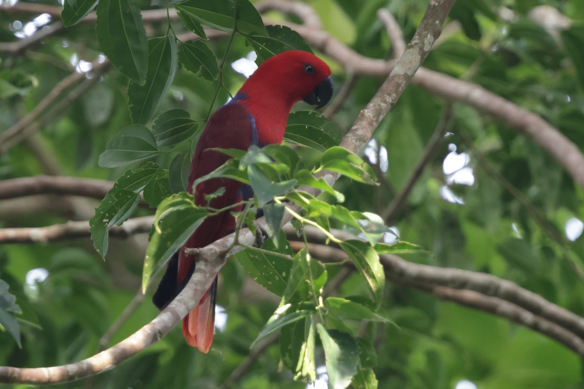 Papuan Eclectus - ML652819136