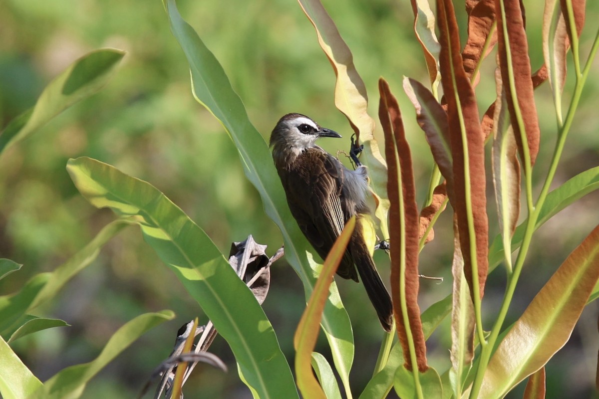 Yellow-vented Bulbul - ML652819152