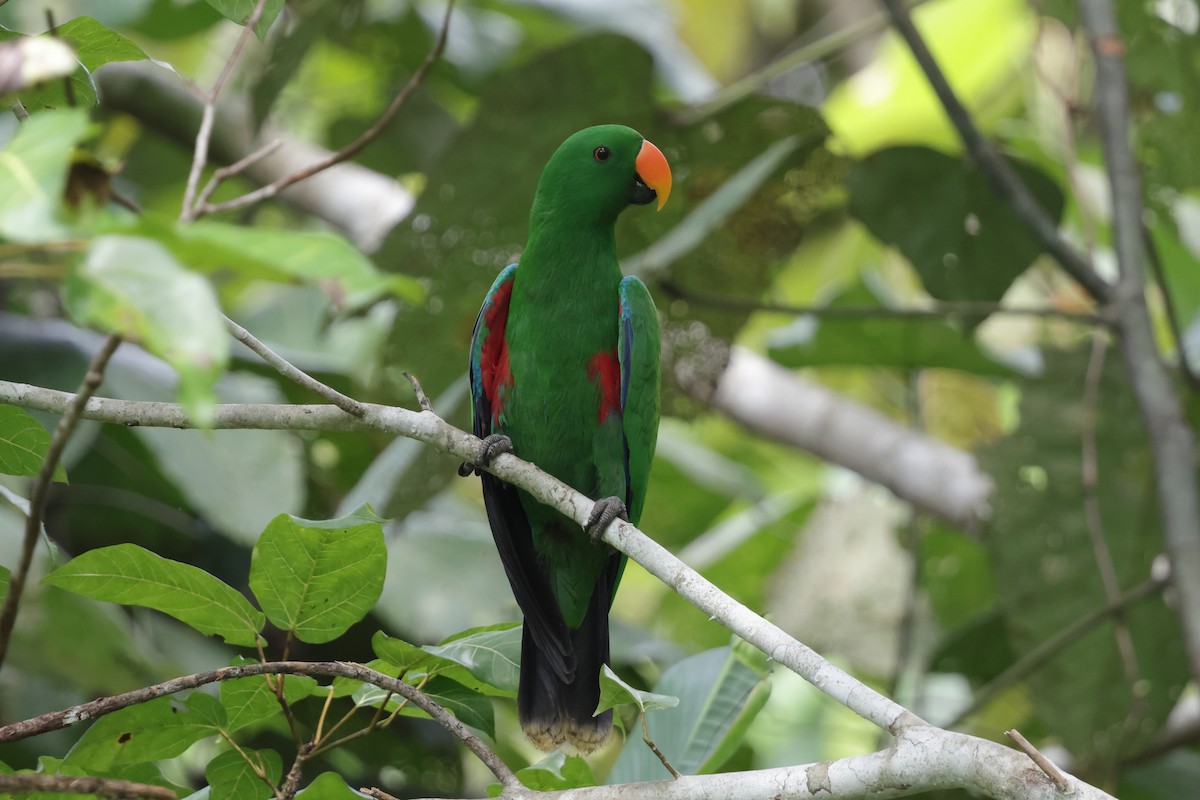 Papuan Eclectus - ML652819263