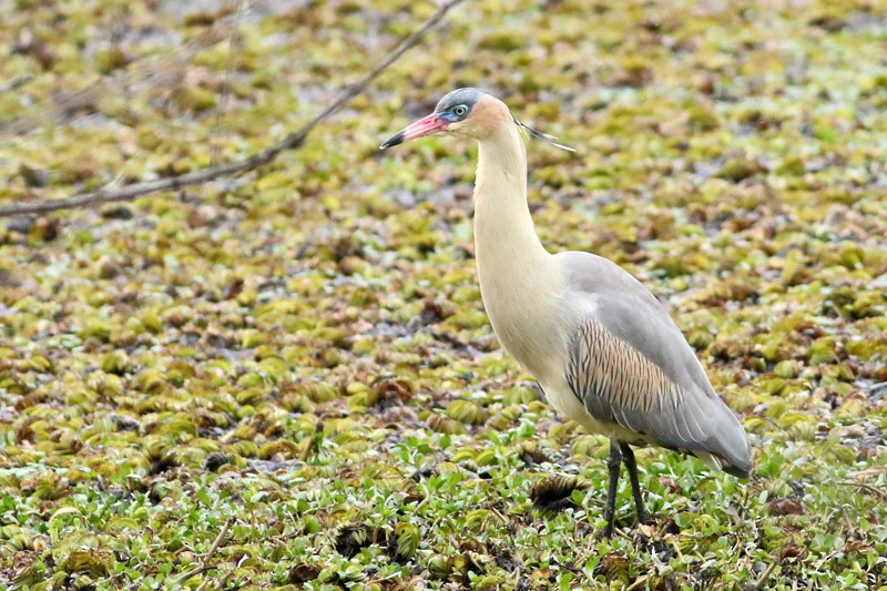 Whistling Heron - ML65281931