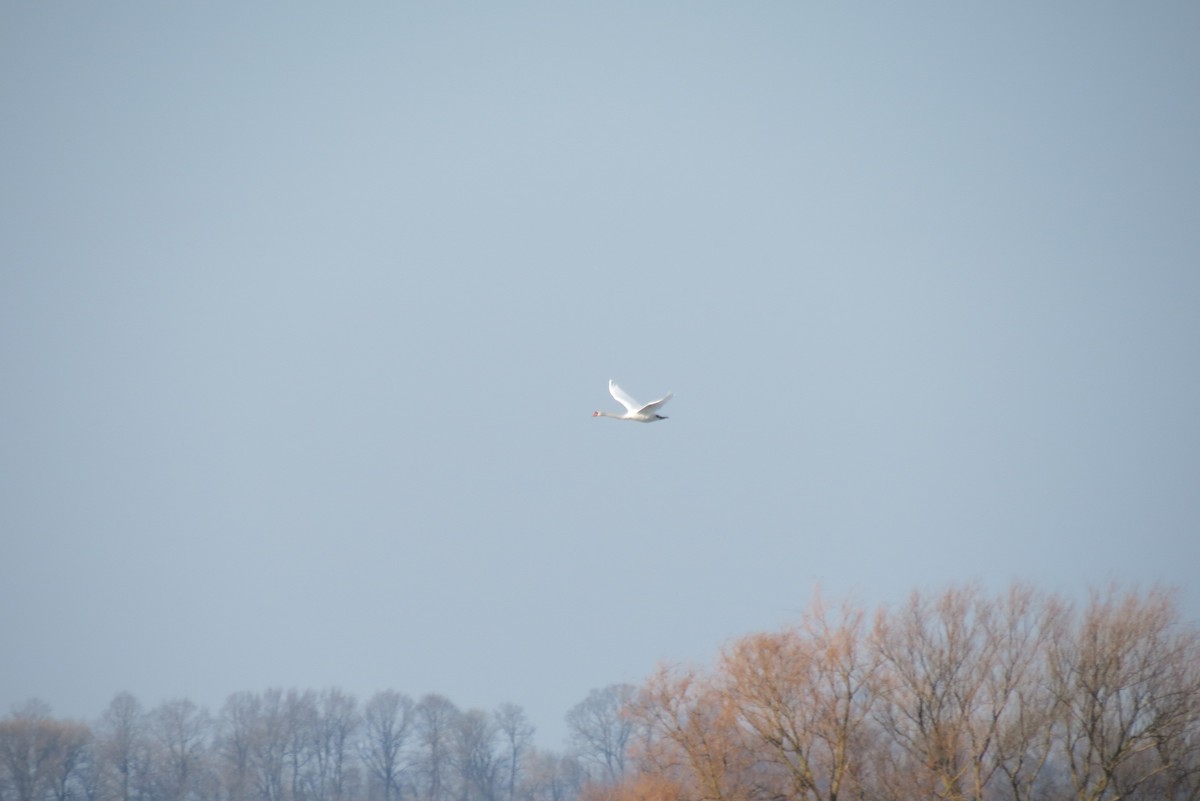 Mute Swan - ML652819457