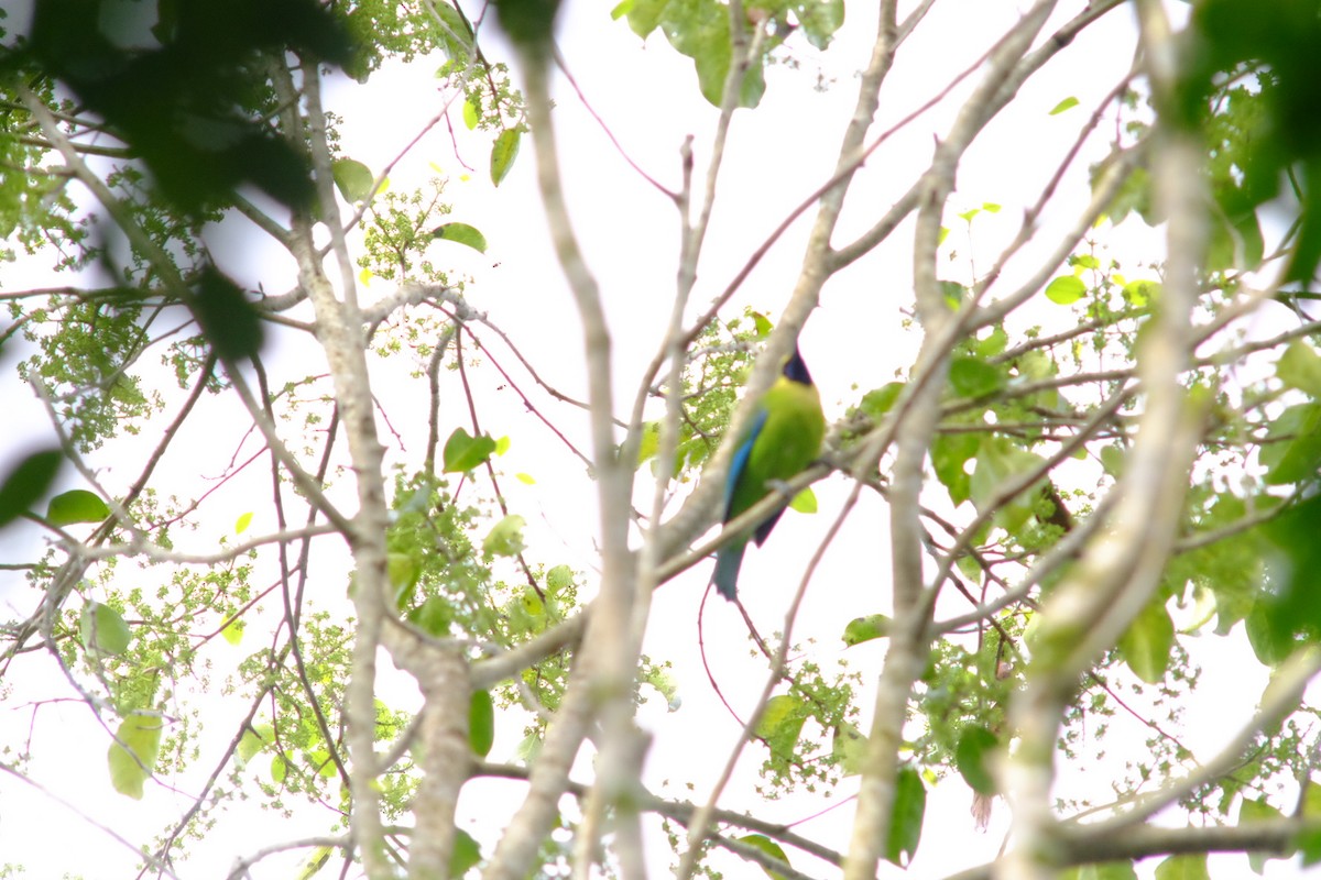 Blue-winged Leafbird - ML652819458