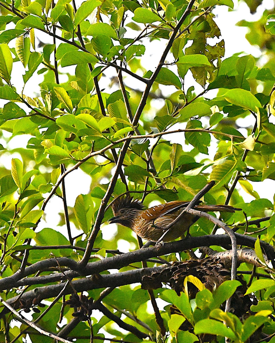 Striated Laughingthrush - ML652819459