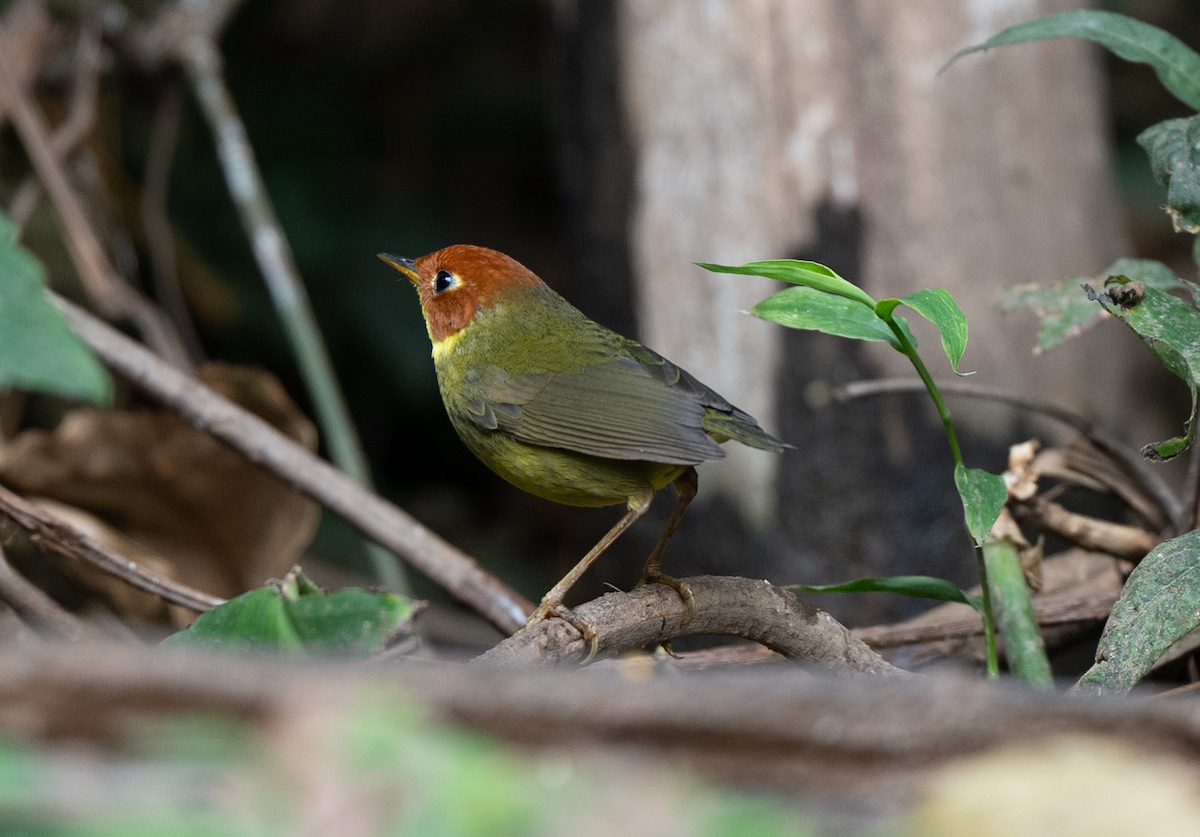 Chestnut-headed Tesia - ML652819460