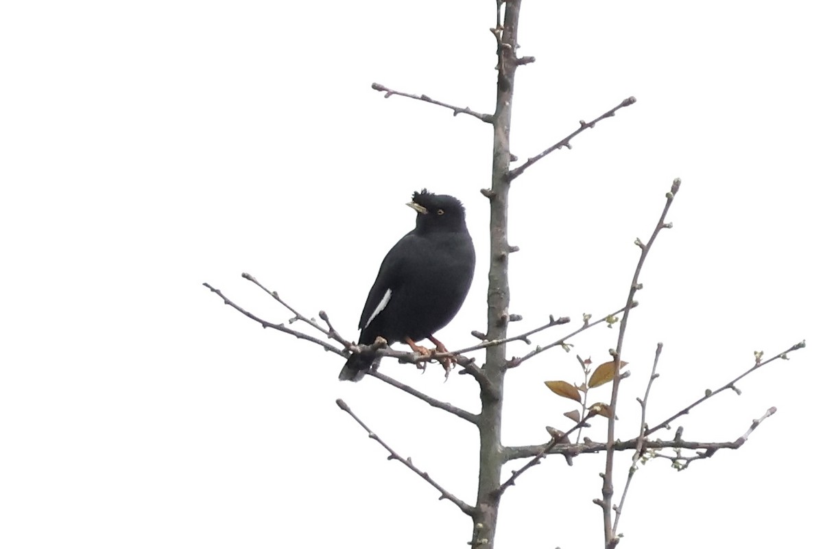 Crested Myna - ML652819461