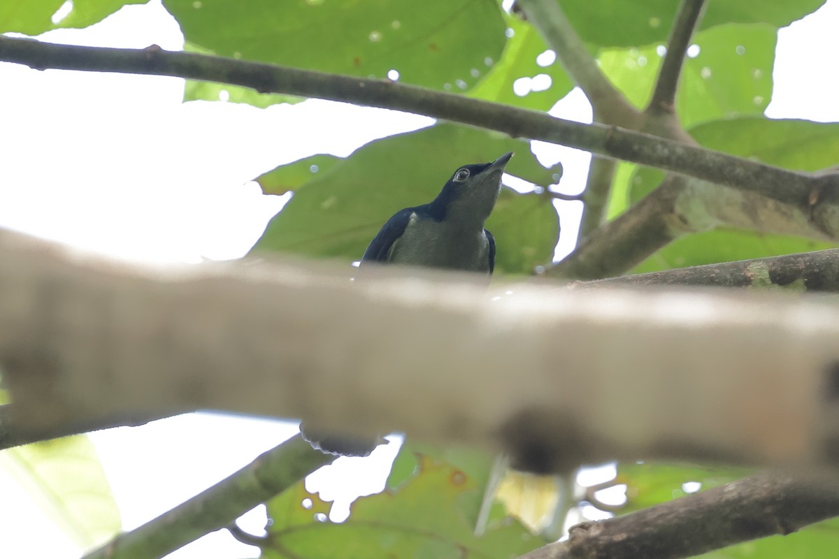 Black Berrypecker - ML652819462