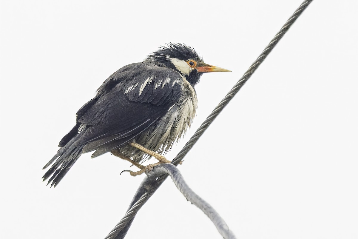 Indian Pied Starling - ML652819463