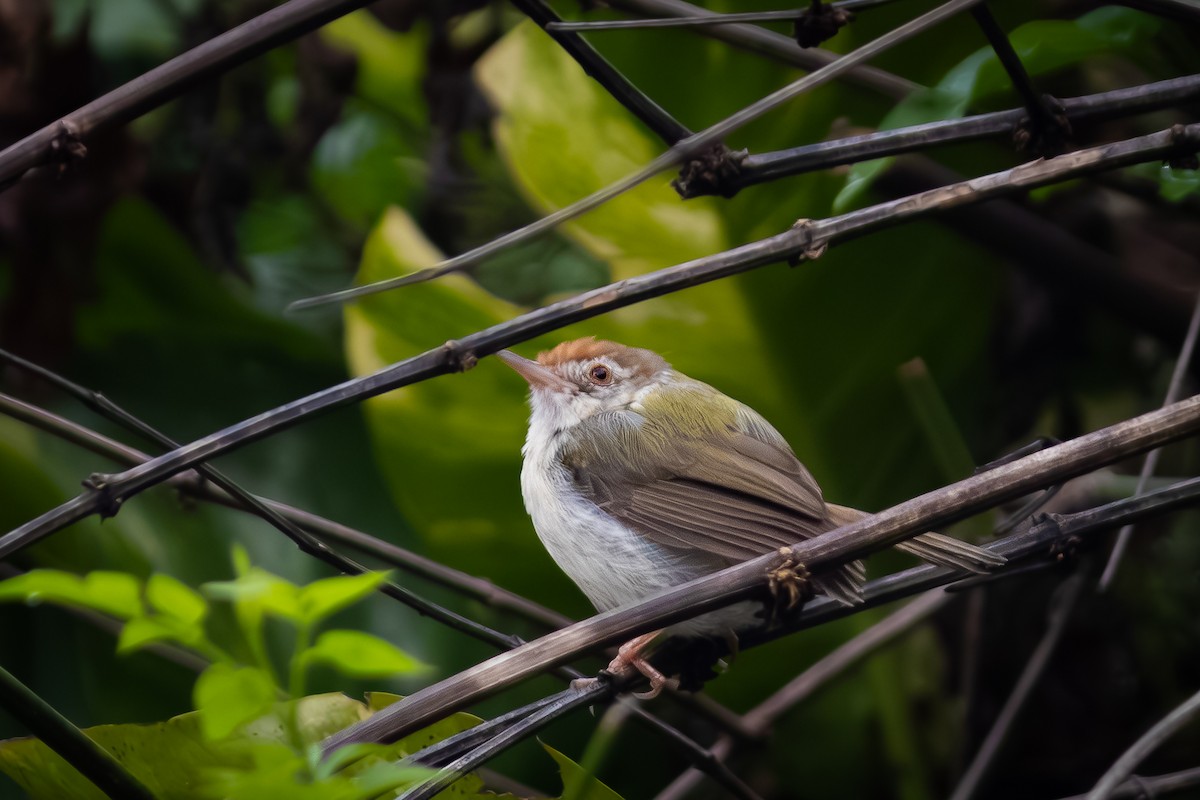 Common Tailorbird - ML652819464