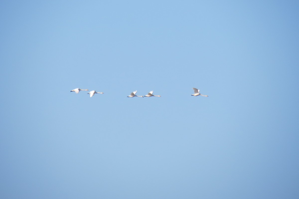Whooper Swan - ML652819465