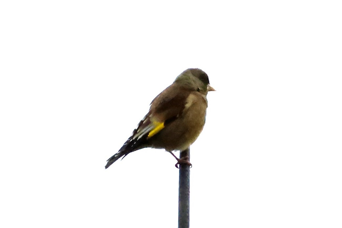 Oriental Greenfinch (Oriental) - ML652819466