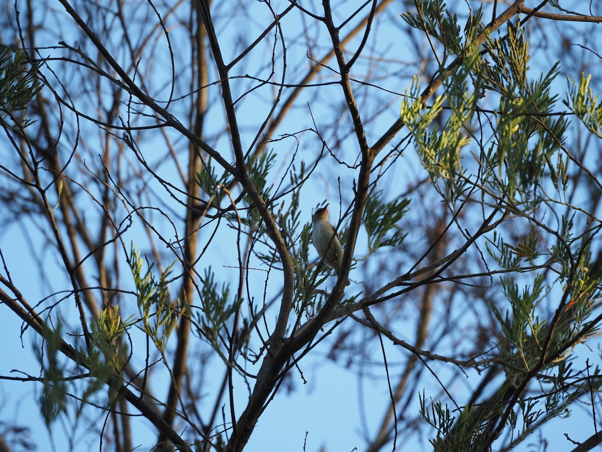 Scarlet Myzomela - ML652819470