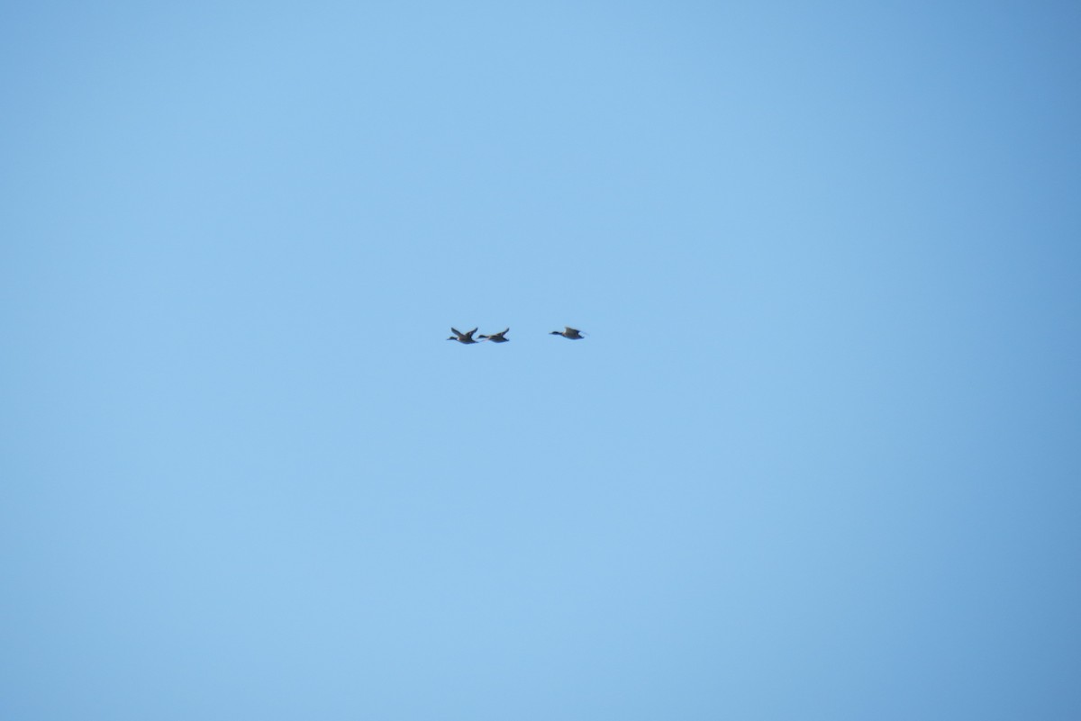 Mallard - ML652819471