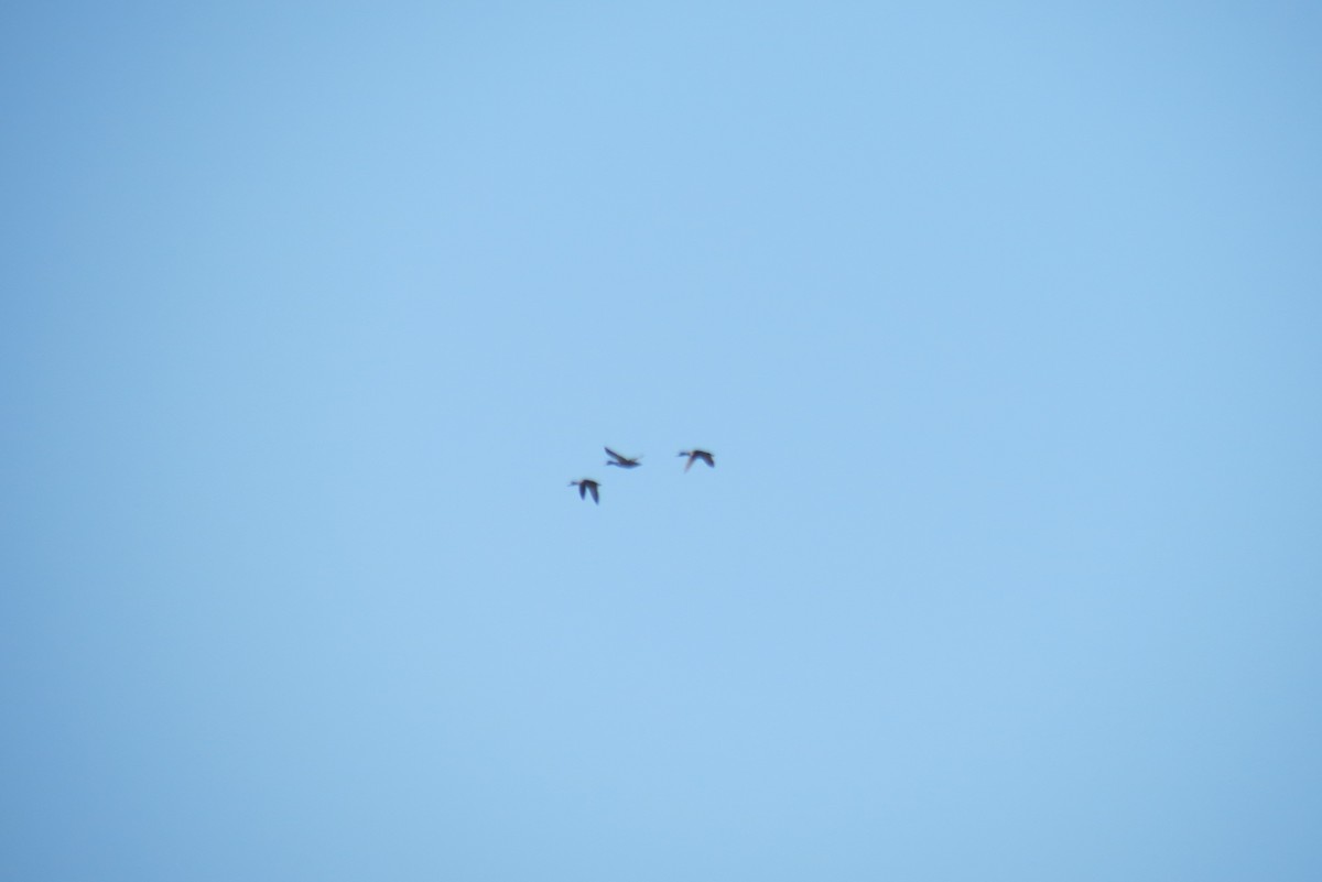 Mallard - ML652819472