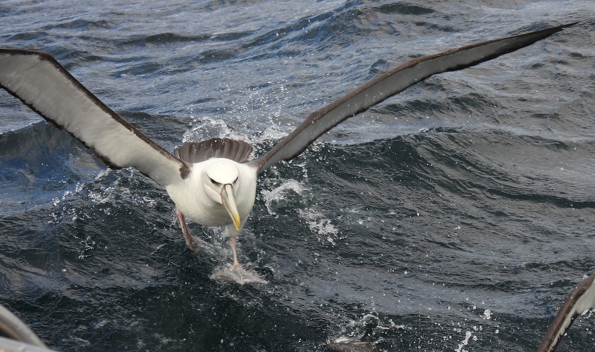 White-capped Albatross - ML652819473