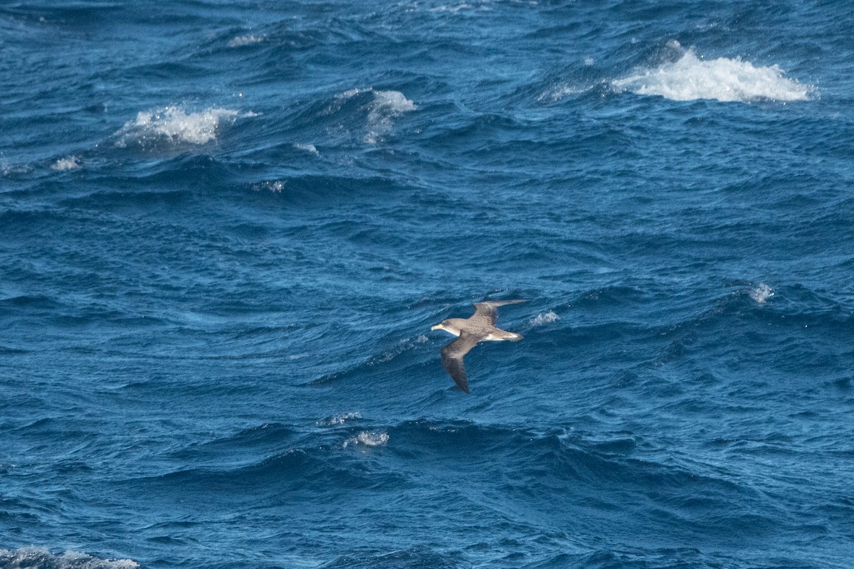 Cory's Shearwater - ML652819474
