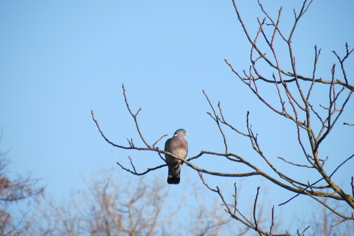 Common Wood-Pigeon - ML652819475