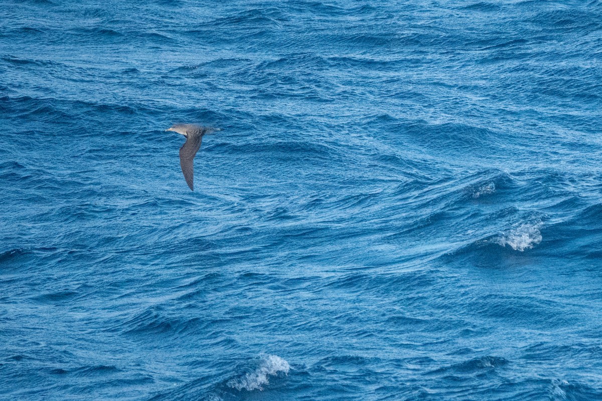 Cory's Shearwater - ML652819476