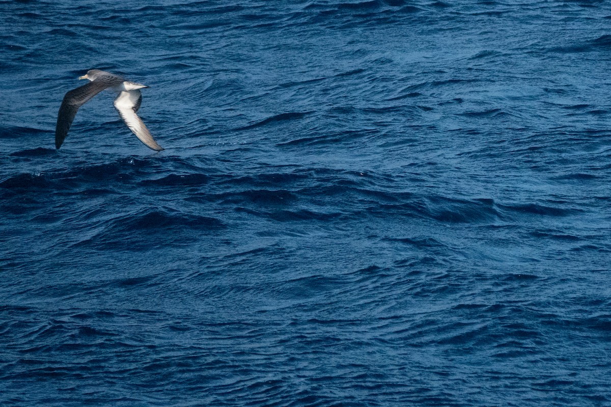 Cory's Shearwater - ML652819477