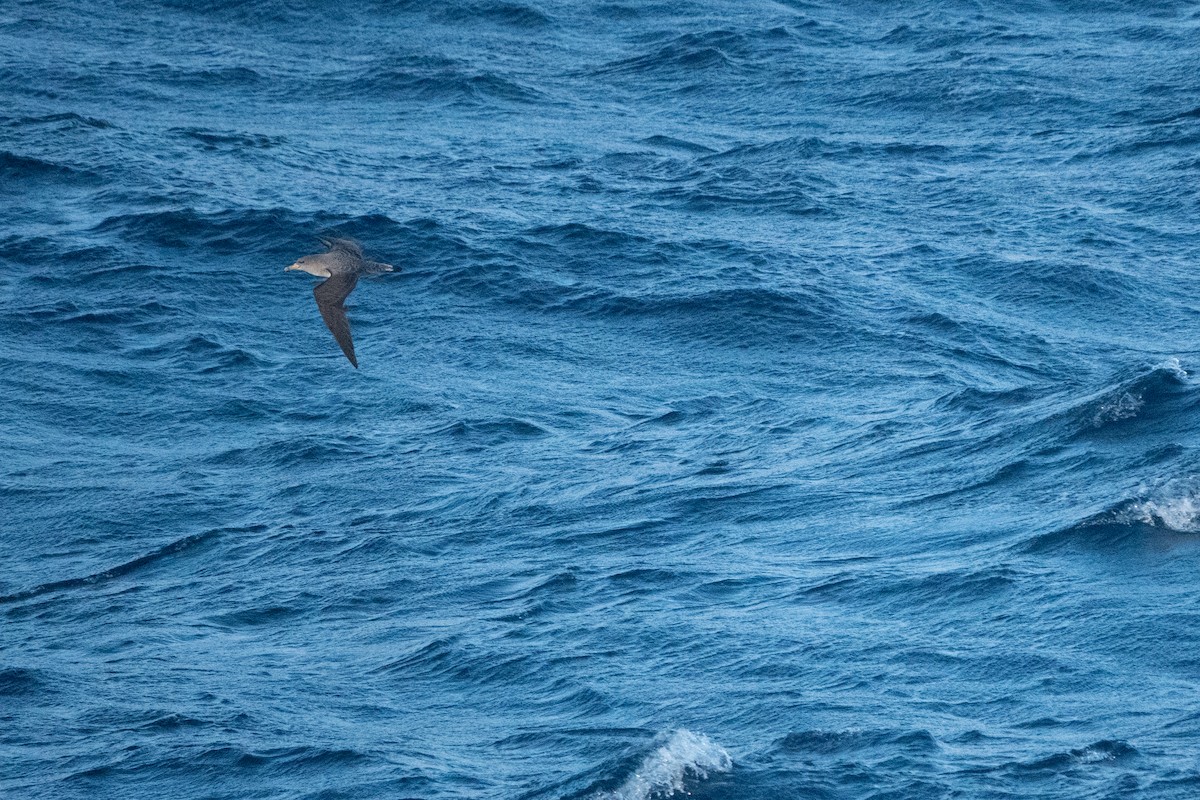 Cory's Shearwater - ML652819478
