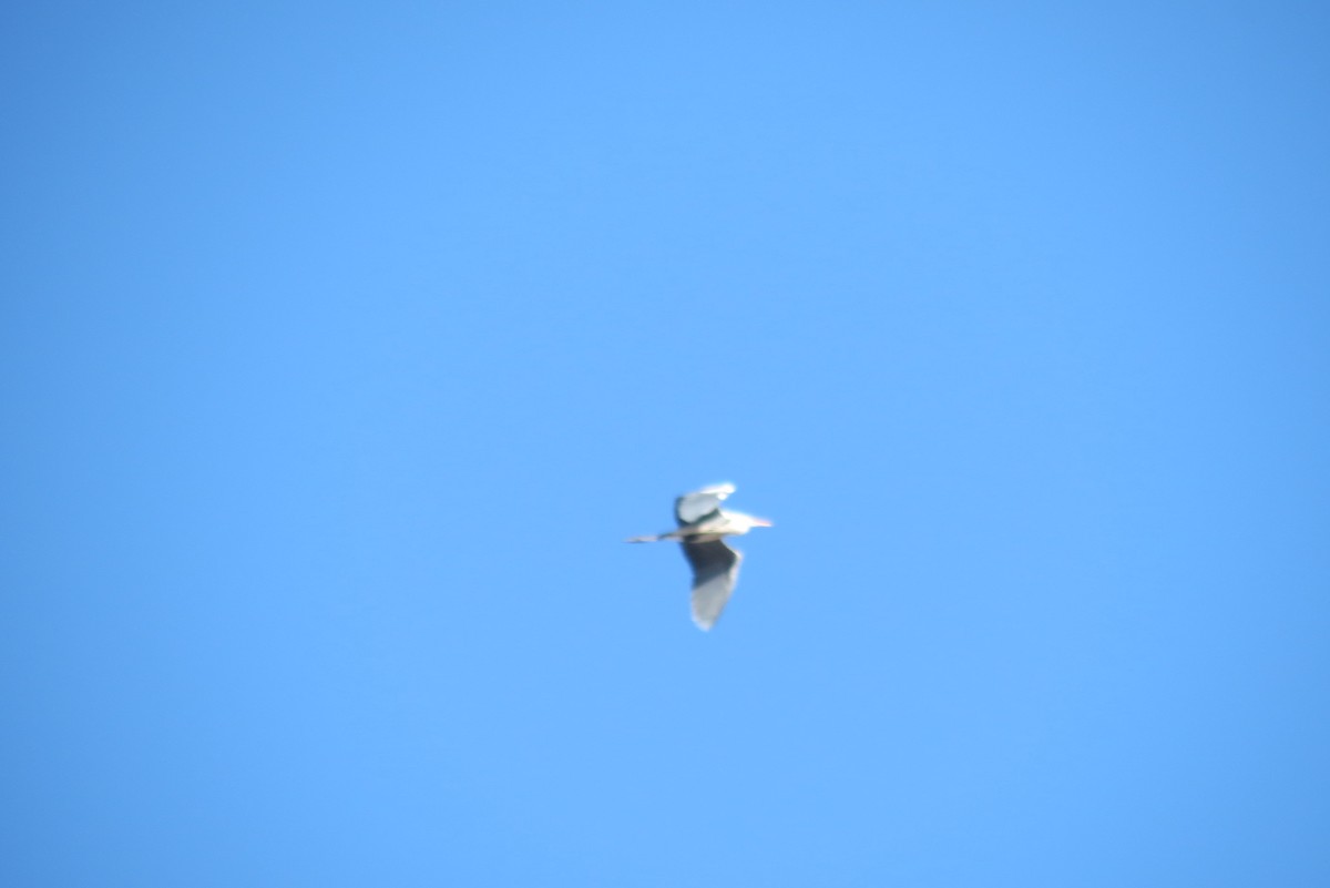 Caspian Gull - ML652819482