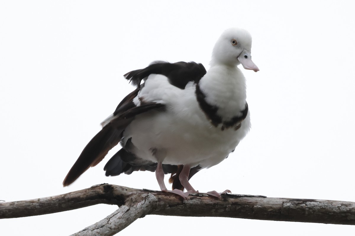 Radjah Shelduck - ML652819484