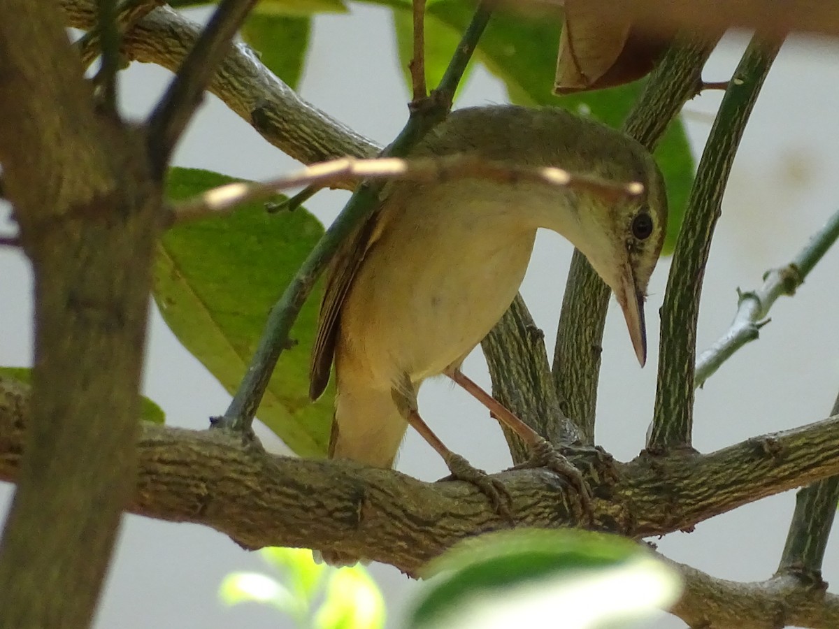 Blyth's Reed Warbler - ML652819486