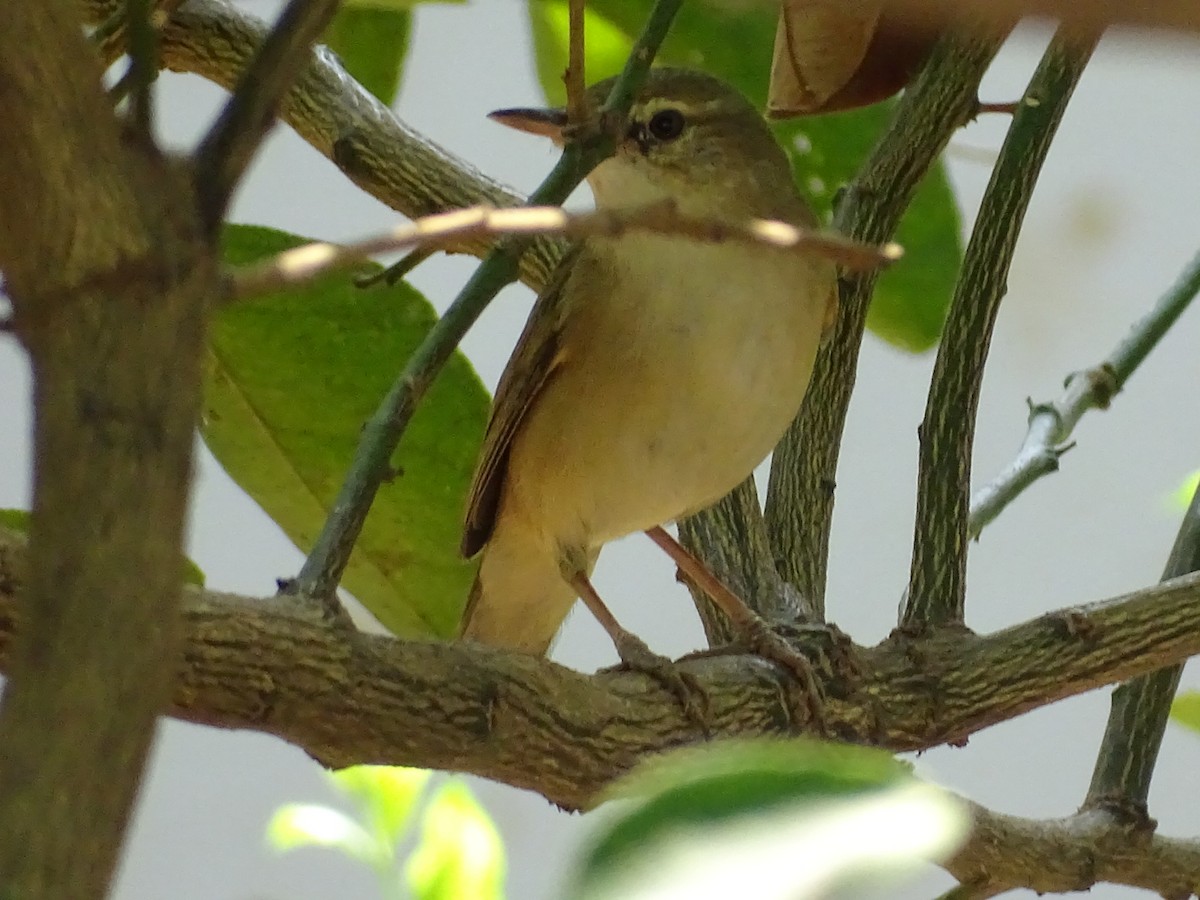 Blyth's Reed Warbler - ML652819487