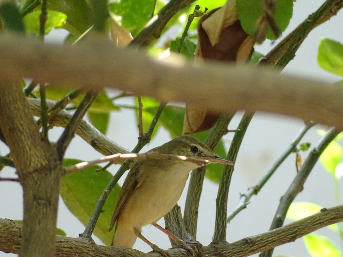 Blyth's Reed Warbler - ML652819488