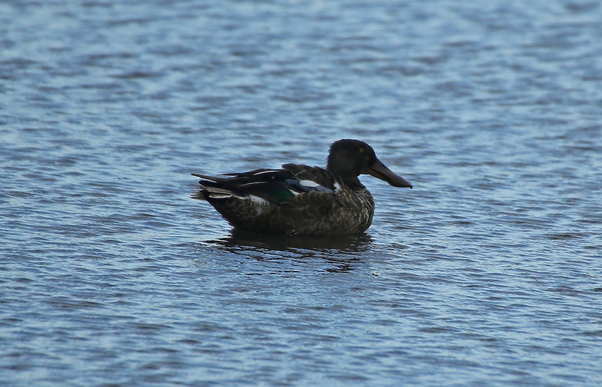 Northern Shoveler - ML65281951