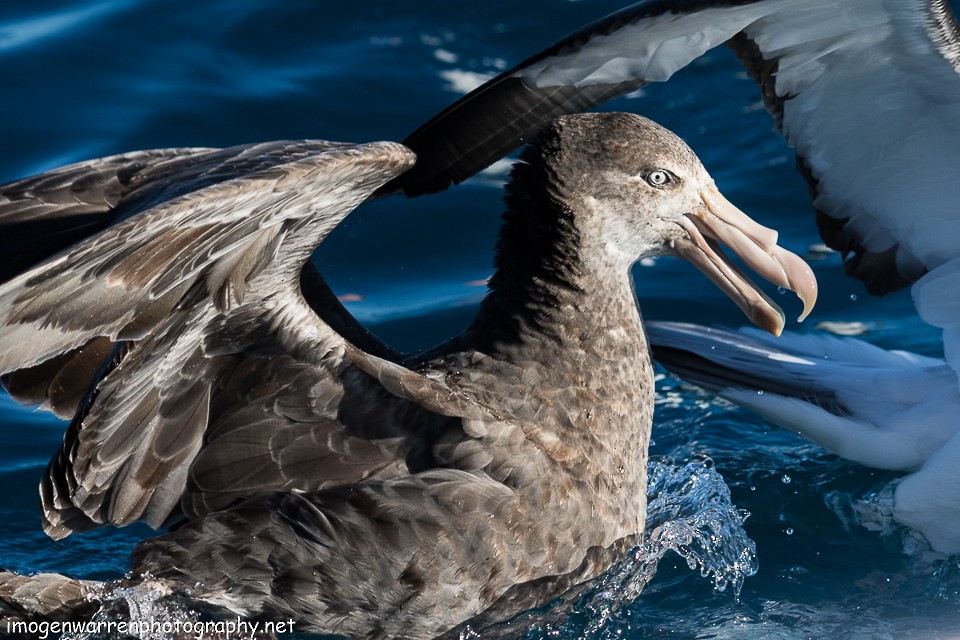 Northern Giant-Petrel - ML65281961