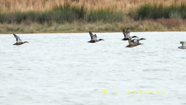 lžičák pestrý - ML652819840